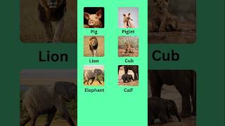 Adult and Young Animal Names in English  #easyenglish #dailyenglish #englishvocabulary