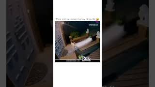 That dog had two seconds 🤣😂#hilarious #funny #funnyvideo #viralvideo #doggy #lol #laughing