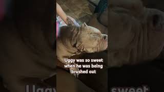 Doggy loves getting brushed #dogshorts #americanbully #petshub #funnyanimals #puppy #dog