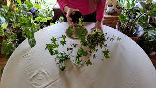 How to Grow Ivy Indoors Successfully