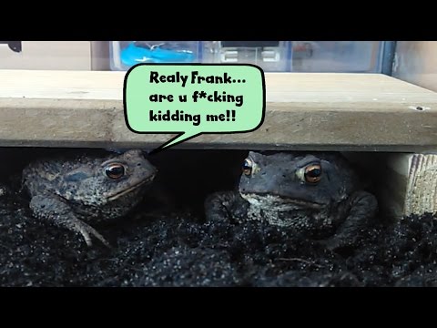 Frogs / Toads Feeding They Hate Each Other LoL