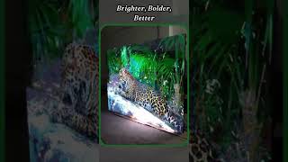 The Secrets of P4 Display Screen Magic #techon #outdoorled #indoorled #viral #business #trending
