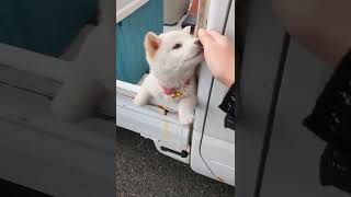 旅先でたまたま見つけた子犬。飼い主さんが「沢山撫でてあげたら喜ぶよ」って言ってくれた #犬 #shorts