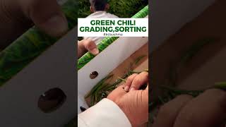 Green Chilly Grading Sorting for Export I KDSushma #greenchillyexport