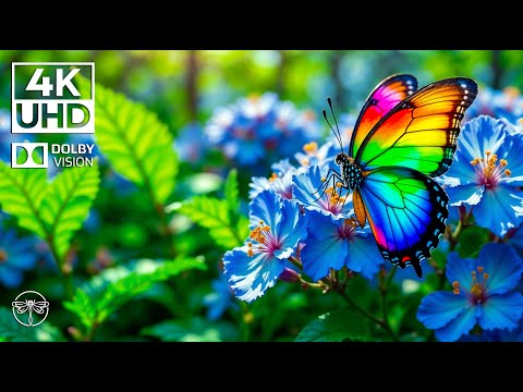 Butterfly Haven 4K 🦋🌿Melodic Piano and Graceful Insect Flight in Green Serenity