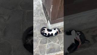 春の風吹いてます#ねこのいる生活