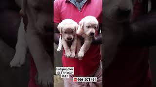 Lab puppies for sale 📱☎️9061078464