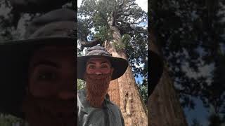 Grizzly Giant Sequoia in Yosemite National Park!