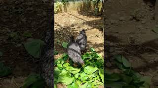 岡崎おうはんのヒヨコから雛に成長し庭の環境やアルダブラゾウガメにも慣れてきました　Plymouth Rock　aldabrachelys gigantea　#shorts