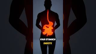 Your Stomach Rebuilds Itself Every 3 Days #braindrip #facts #mindblown