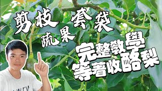 酪梨必學技巧 不然免收🥑| 完整的酪梨剪枝 疏果與套袋教學 | 注意蟲害會掉光 | 酪梨種植教學 |酪梨套袋教學 |  紅龍兄有賣酪梨 | avocado