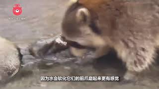 浣熊为什么这么爱洗东西？真的是有洁癖吗？