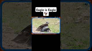 Eagle is eagle #wildlifefight #wildlife #asiantiger #arcticwildlife #endangeredspecies #eagle