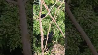 BURUNG TUWU GACOR DI SEMAK SEMAK