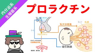 プロラクチンの作用【内分泌】