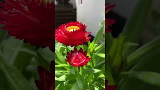 麦秆菊 ｜Strawflower ｜Dried Helichrysum Flower ｜花语：永恒的记忆、铭刻在心｜花干后不凋落，如腊制成，是世上最耐的干花之一