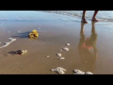 Lamberts Beach Mackay. ⛱ 😎 🐢