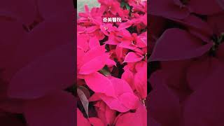 ［台南400］台南奇美醫院@tainan300 #jacky1966tw #賢賢有帶誌 #台南建城400年 #台南400 #想見你 #扛霸子