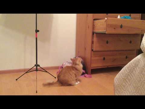 Pusa's Great Leap! | Pusa the Cat