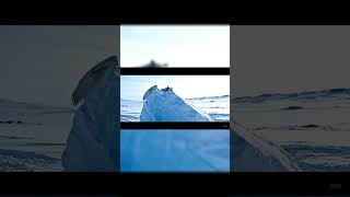 Mystery Creature! A Bear with Wings in the Ice Lands! #wildanimals #marinemystery #animals