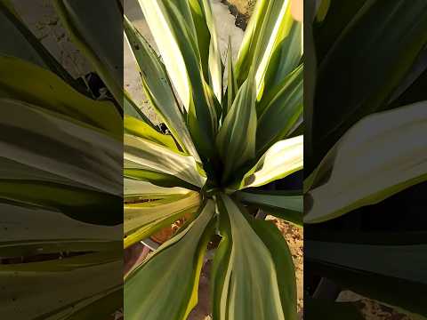 Snake plant #houseplants #plants #gardening #stisfyingvideo