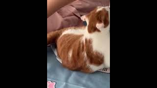 #记录猫咪日常 #逆子 #是宠物更是家人  拿他爹当活靶子🌚🌚 #000
