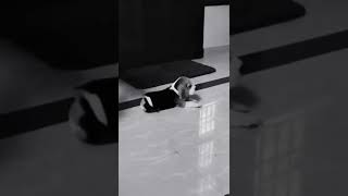 Baby beagle cuteness 😍 | Baby beagle boy funny | Beagle puppu
