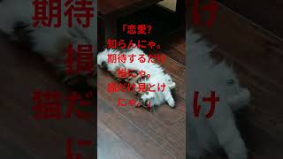 #おどりっぴぃチャレンジ #猫のいる暮らし #いい言葉 #にゃんグラム #ありがとう