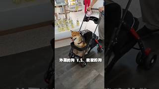 流浪犬跟家犬各有各的優缺點#柴犬 #狗狗 #對比 #dogvideo