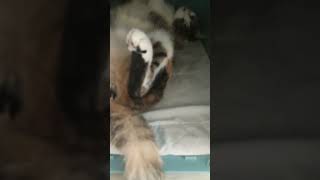 #49-三花貓每日紀錄 2023-06-19 #毛孩 #cat #dailyvlog #三花貓