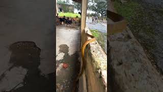 “Witness an Amazing Snake Experience”