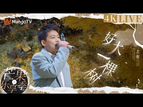 【4K黑胶·芒果乐享季】 #苏醒演唱《#好大一棵树》｜《芒果乐享季·百音新歌｜ MangoTV | 披荆斩棘的哥哥