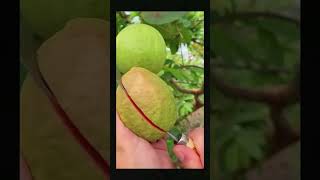 #viralvideo #shortvideo #fruits #fruitvideos