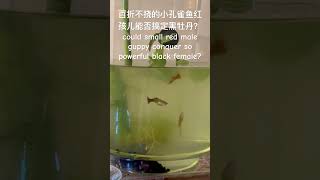 小红孩儿挑战战力天花板母老虎黑牡丹Small red male guppy conquer the most aggressive female 😂✌️😅❤️