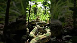 King Cobras  #KingCobra  #SnakeMating #SnakeLove