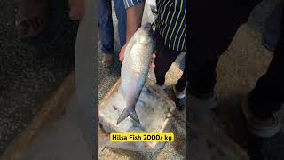 Hilsa Fish 2000 ru kg mila mujhe Ghazipur mandi me 😳