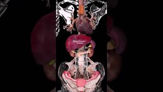 ❓The liver has a unique ability that you don't know about!