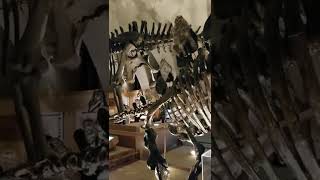静岡市清水区　東海大学自然史博物館　恐竜博物館。ティラノサウルス　#shorts