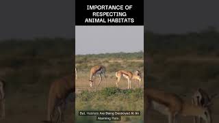THE IMPORTANCE OF RESPECTING ANIMAL HABITATS #animals #animal #shorts #habitat #ecosystem #wild