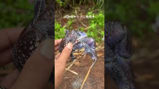 多良間島でヤシガニ見ぃ〜つけた🎵(捕獲に関して規制があるので逃してあげましょう) #沖縄県　#多良間島　#ヤシガニ　#美ら島　#自然