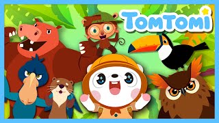 Animals from Sky, Land, Sea and Beyond! | Animal Song | Unusual Animals | Kids Song | TOMTOMI
