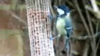 Great Tit - 6