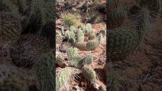 Navajo National Monument #soortvan #accessibletrail #wheelchair #travel #hiking #navajonation