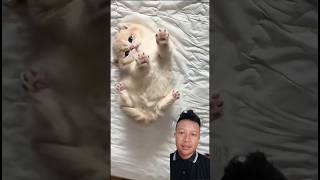 my cat woke up #cat #kitten #cute #pets #catsofyoutube #viralcats