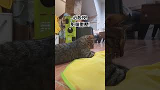 小西瓜必殺技-肥貓重壓! #cat #貓咪日常 #cute