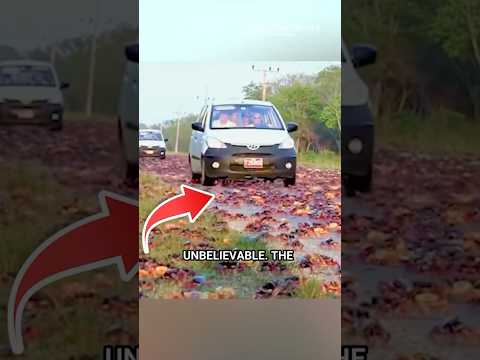 Millions Of Reb Crab migrating