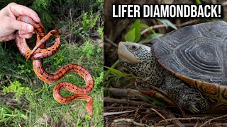 Unreal Wild Corn Snake and Lifer Diamondback Terrapin! Herping Coastal Georgia in Summer