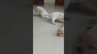 lab puppies #labrador #labpuppies #puppylove #puppies #petlover #doglover #shorts #jonahsambath