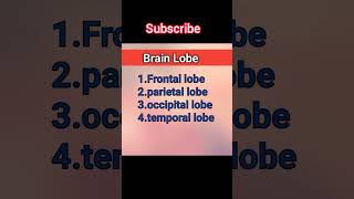 Brain lobes | Lobes Of Brain || #shortsvideo #shorts