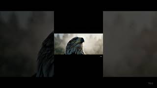 Dog & Eagle #ai #shorts #reels #dog #eagle #cat #aianimation #aireels #animation